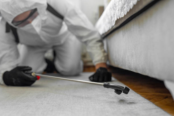 Professional Bed Bug Control technician working in Bristol city County, VA